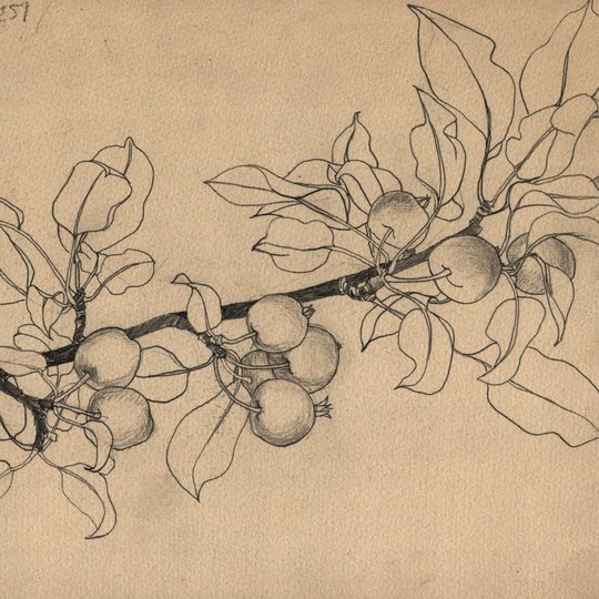 Iliustracija